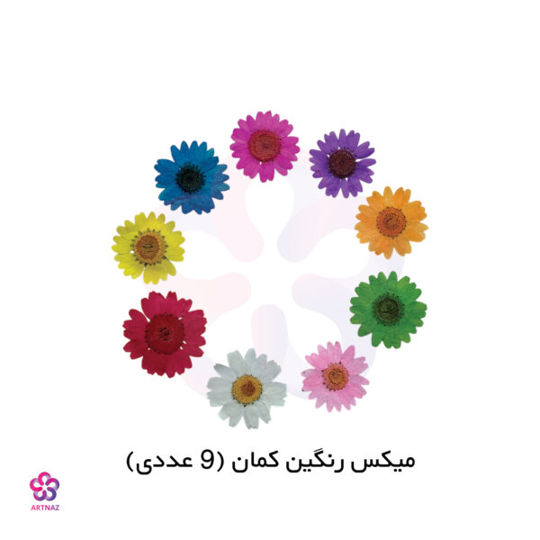 گل خشک بابونه