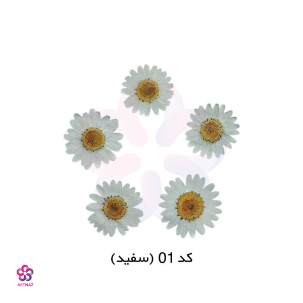 گل خشک بابونه