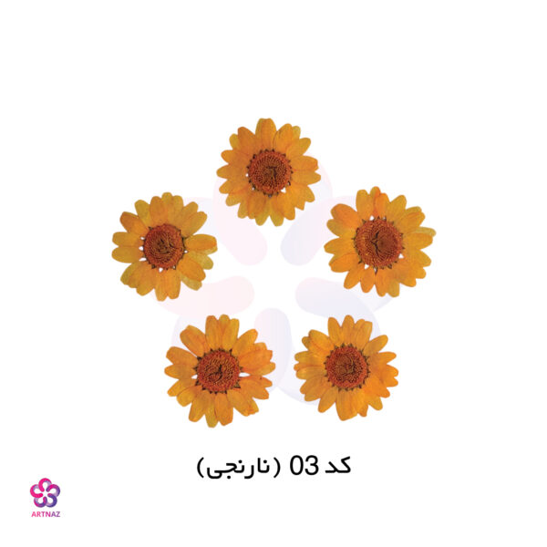 گل خشک بابونه