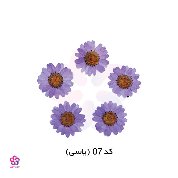 گل خشک بابونه