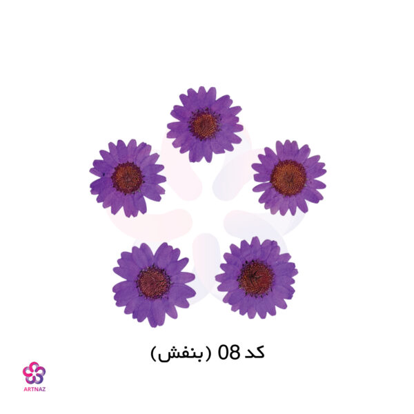 گل خشک بابونه