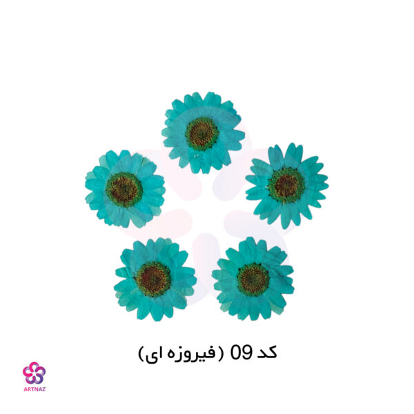 گل خشک بابونه