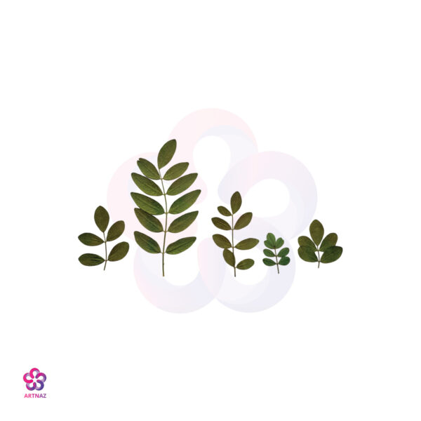 برگ اقاقیا