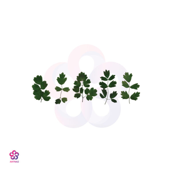 برگ تاجی