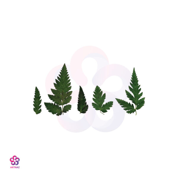 برگ شوکران