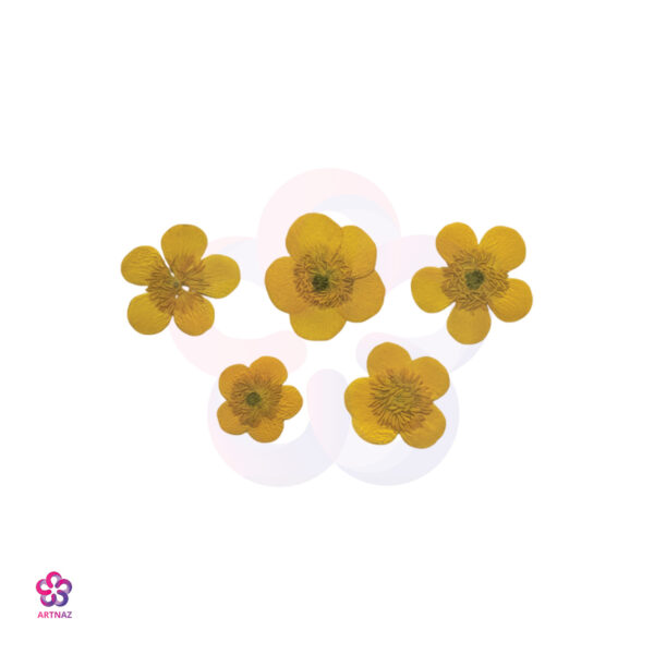 گل خشک آلاله